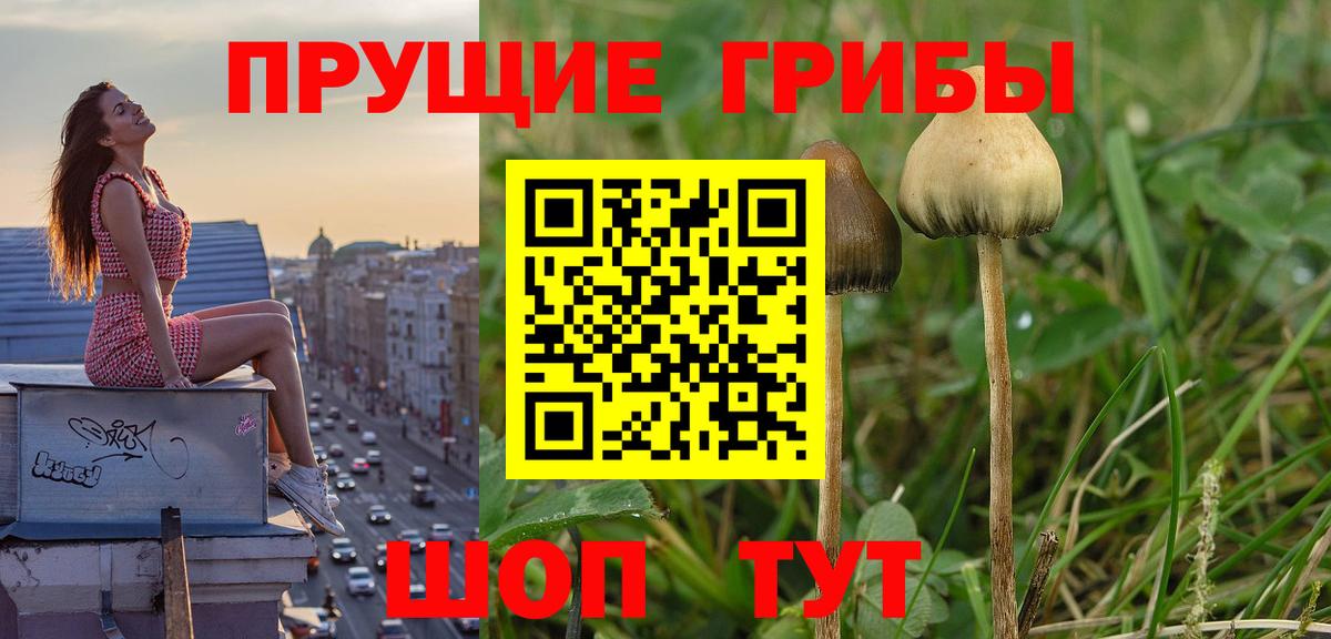Псилоцибиновые грибы мицелий Минеральные Воды